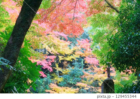 犬山寂光院　紅葉に囲まれた参道 129455344