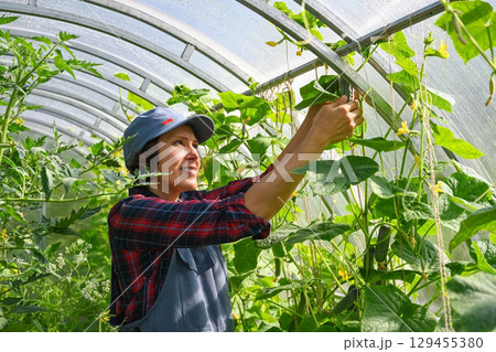 A woman farmer works in the greenhouse of a country house 129455380