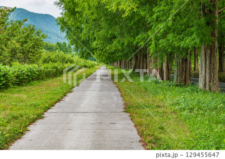 メタセコイア並木　滋賀県高島市マキノ町 129455647