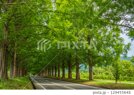 メタセコイア並木　滋賀県高島市マキノ町 129455648
