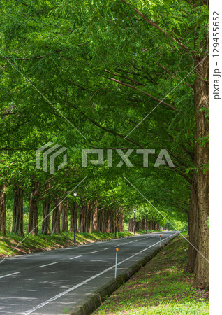 メタセコイア並木　滋賀県高島市マキノ町 129455652