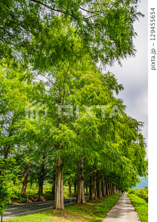 メタセコイア並木 滋賀県高島市マキノ町 メタセコイア並木 滋賀県高島市マキノ町 129455654