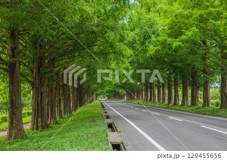 メタセコイア並木　滋賀県高島市マキノ町 129455656