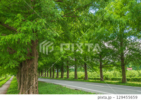 メタセコイア並木　滋賀県高島市マキノ町 129455659