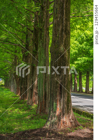 メタセコイア並木　滋賀県高島市マキノ町 129455664