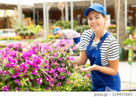Female garden store employee puts in order showcase with climbing outdoor plants Bougainvillea 129455665