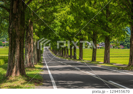 メタセコイア並木　滋賀県高島市マキノ町 129455670