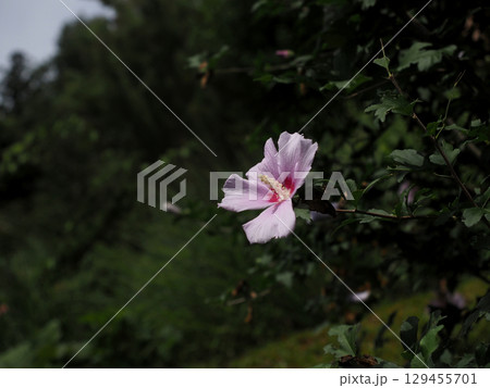 日差しを浴びた一輪のムクゲの花(ピンク色の木槿) 日差しを浴びた一輪のムクゲの花(ピンク色の木槿) 129455701