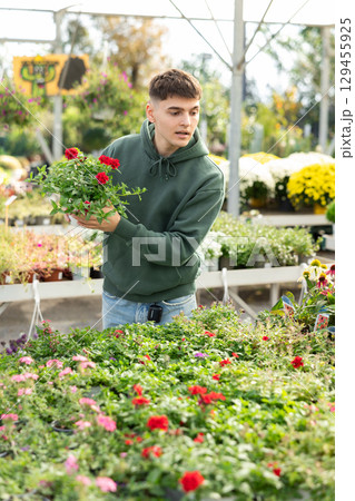 Guy customer-onlooker curiously examines showcase exhibition with outdoor plant verbena Guy customer-onlooker curiously examines showcase exhibition with outdoor plant verbena 129455925