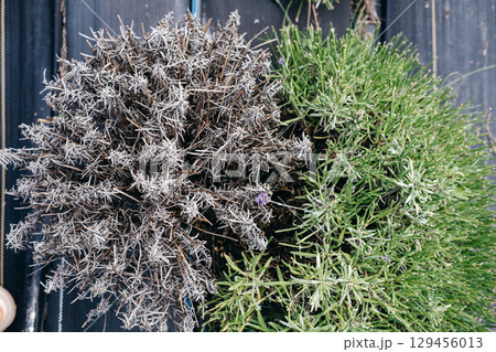 Top-down view of two lavender bushes side by side showing clear signs of dieback and healthy growth in contrast. Plant disease, agricultural risk management, crop disease, farm health monitoring... 129456013