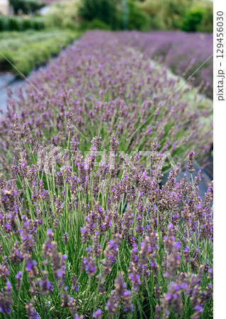 Close-up of densely blooming lavender rows representing large-scale cultivation for the herbal and natural ingredient industries. The global rise of botanical economies, lavender farming,  129456030