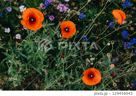 Overhead view of blooming red poppies and multicolored wildflowers in a naturally growing garden bed. Wildflower trend, organic visuals, sustainable design inspiration, eco branding... 129456043