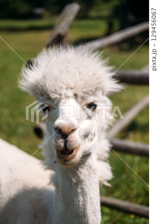 Close-up of a white alpaca with fluffy fur in a wooden-fenced pasture under bright sunlight. Farm animals for kids, nature education, rural animal learning, child-friendly visuals 129456067