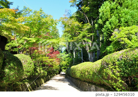 蛇腹道(高野山壇上伽藍)　【和歌山県高野町】 129456310