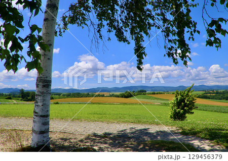 新栄の丘展望公園（北海道・美瑛町） 129456379