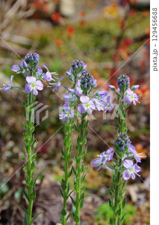 ベロニカ　ゲンチアノイデス　リトルブルース 129456688