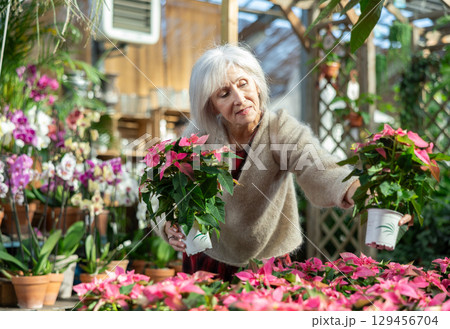 Mature woman customer-onlooker curiously examines showcase exhibition with indoor plant poinsettia Mature woman customer-onlooker curiously examines showcase exhibition with indoor plant poinsettia 129456704