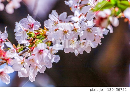 桜の枝花 129456722