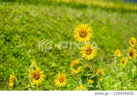 ヒマワリ　田園地帯に咲く夏の花　滋賀県高島市マキノ町 129456808