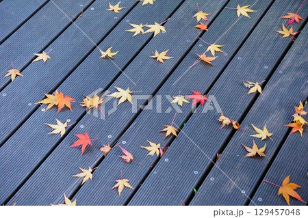 久屋大通庭園フラリエ　床に落ちた紅葉 129457048