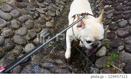冷たい水路で遊ぶフレンチブルドッグ 冷たい水路で遊ぶフレンチブルドッグ 129457121