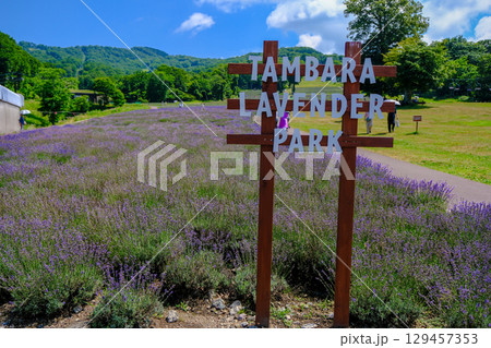たんばらラベンダーパーク 129457353