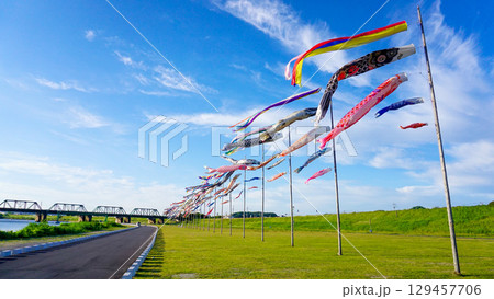 遠賀川の大空に舞う鯉のぼり 129457706