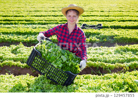 Successful young female horticulturist showing green lettuce harvest Successful young female horticulturist showing green lettuce harvest 129457855