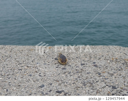 瀬戸内海で遭遇した河豚 瀬戸内海で遭遇した河豚 129457944