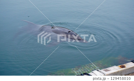 ドルフィンファームのイルカ 129458010