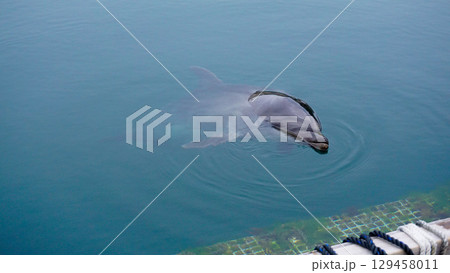 ドルフィンファームのイルカ ドルフィンファームのイルカ 129458011