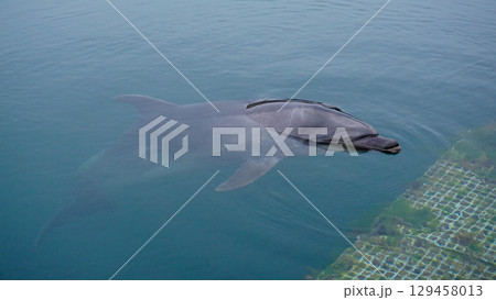 ドルフィンファームのイルカ 129458013