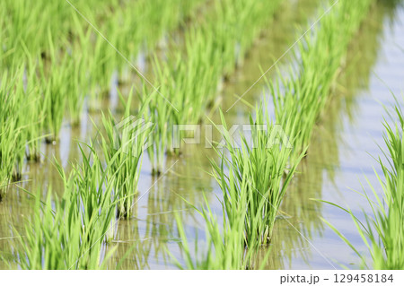 水田、アジアの田舎の夏 129458184