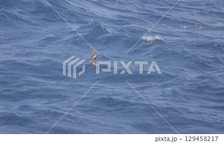 海上を飛ぶオーストンウミツバメ 129458217