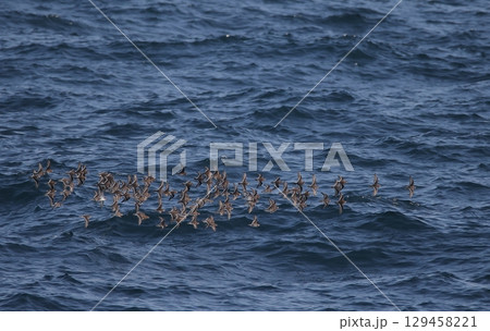 群れで飛ぶアカエリヒレアシシギ 129458221