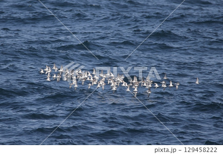 群れで飛ぶアカエリヒレアシシギ 129458222