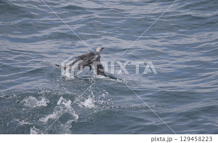 海面から飛び立つ夏羽のシロエリオオハム 129458223