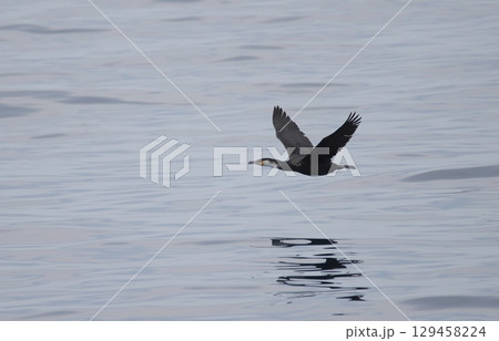 海上を飛ぶウミウ 129458224