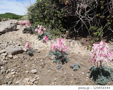 可愛らしいコマクサの花 可愛らしいコマクサの花 129458344