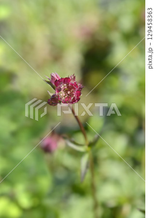Red masterwort Astra Red 129458363