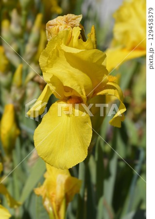 Tall bearded iris Zlatokop Tall bearded iris Zlatokop 129458379