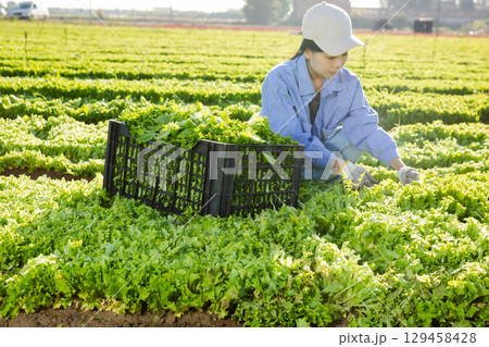 Young asian female worker harvesting green leaf lettuce on filed 129458428