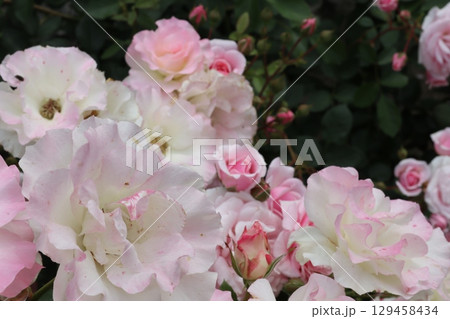バラ園にて薔薇を撮りました 129458434