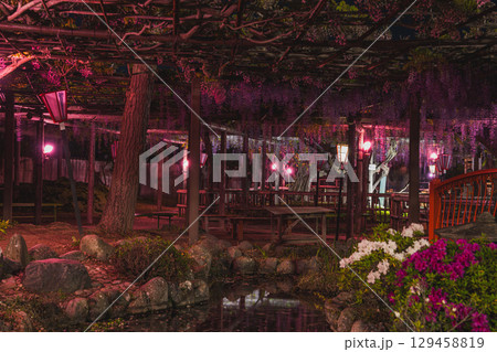 磐田市のライトアップされたの熊野の長藤の風景(静岡県) 磐田市のライトアップされたの熊野の長藤の風景(静岡県) 129458819