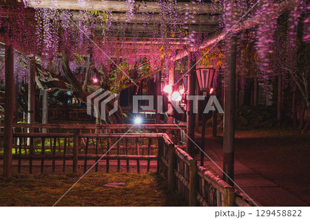 磐田市のライトアップされたの熊野の長藤の風景(静岡県) 129458822