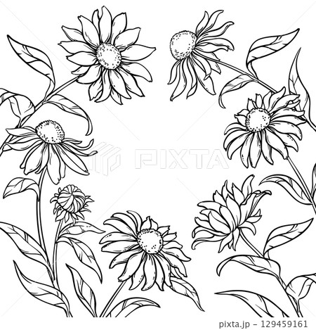 Echinacea Plant with Flowers Outline Frame 129459161