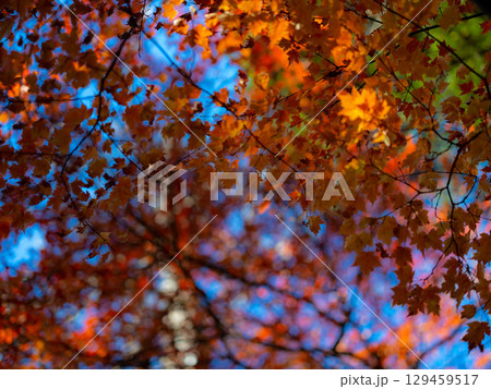 紅葉したもみじ 129459517