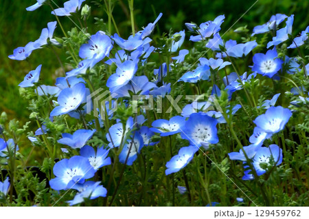 ネモフィラ満開 ネモフィラ満開 129459762