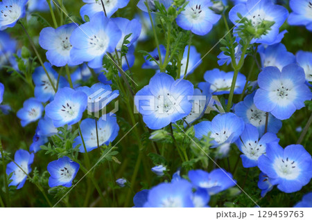 ネモフィラ満開 129459763