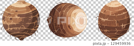 Illustration of taro Illustration of taro 129459936